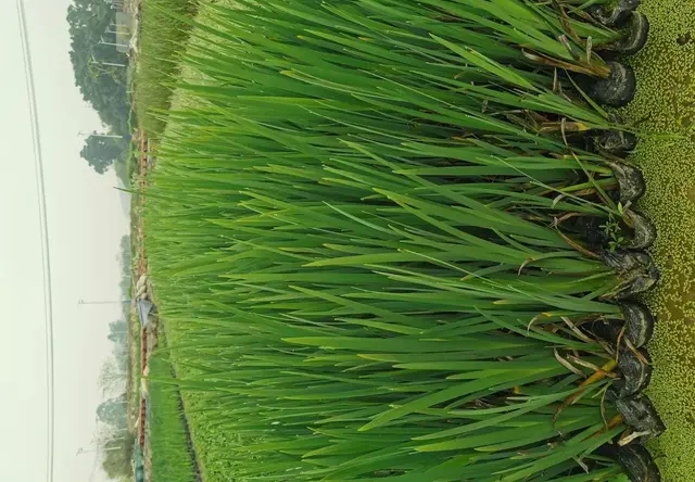 盆栽黄菖蒲