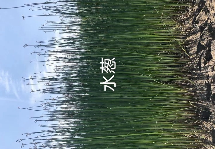 盆栽之水从苗：独特盆栽魅力尽显，开启别样绿色生活体验