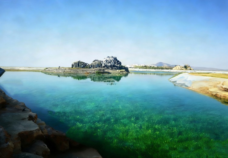 矮生苦草施工案例