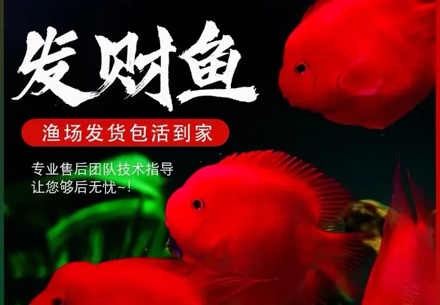 发财鱼