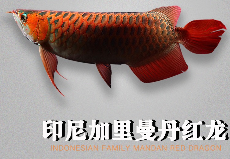 红龙鱼