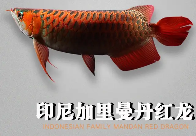 红龙鱼
