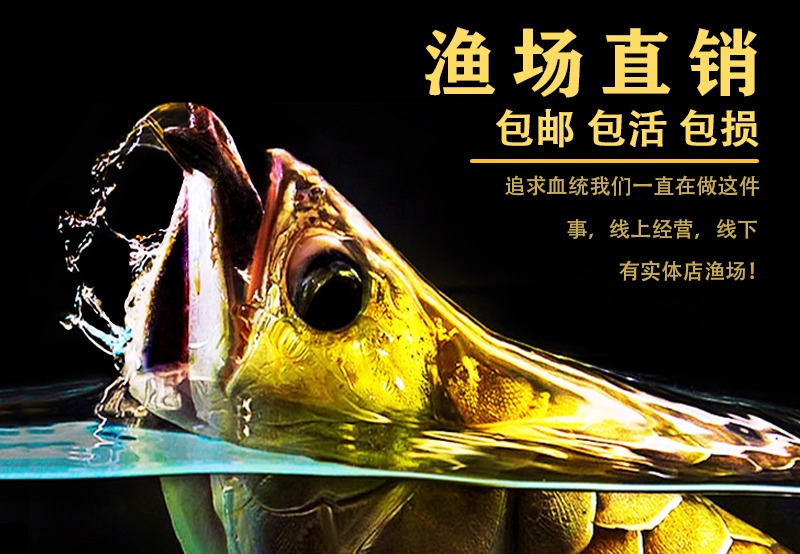 金龙鱼