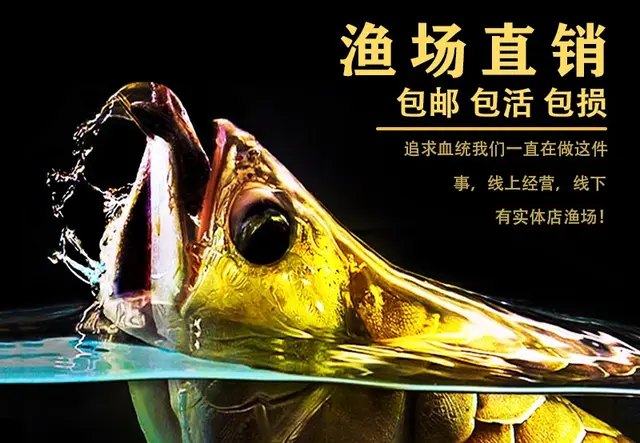 金龙鱼