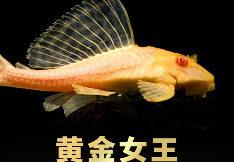 清道夫