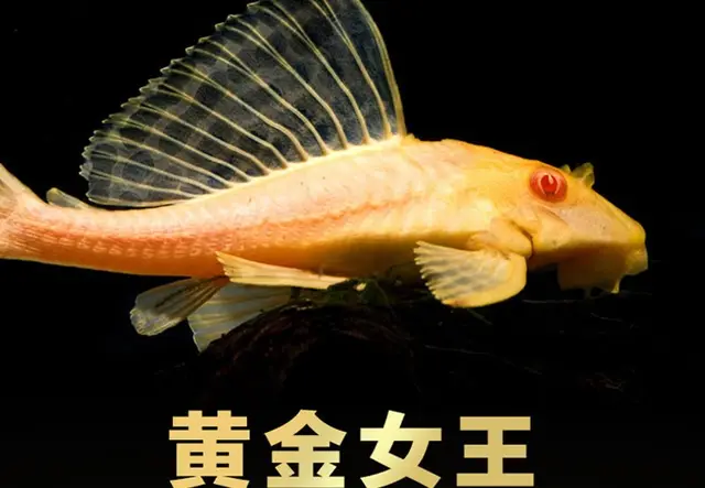 清道夫