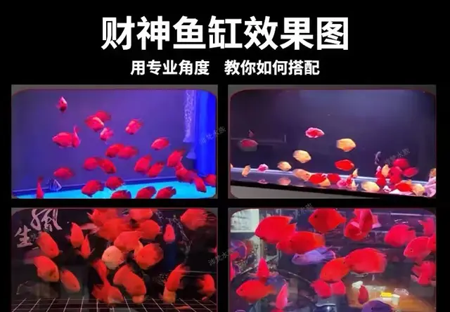 鱼缸造景