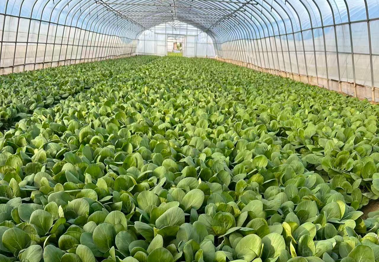 蔬菜源头直采