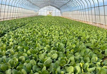 蔬菜源头直采