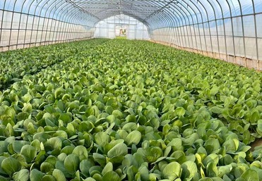 蔬菜源头直采