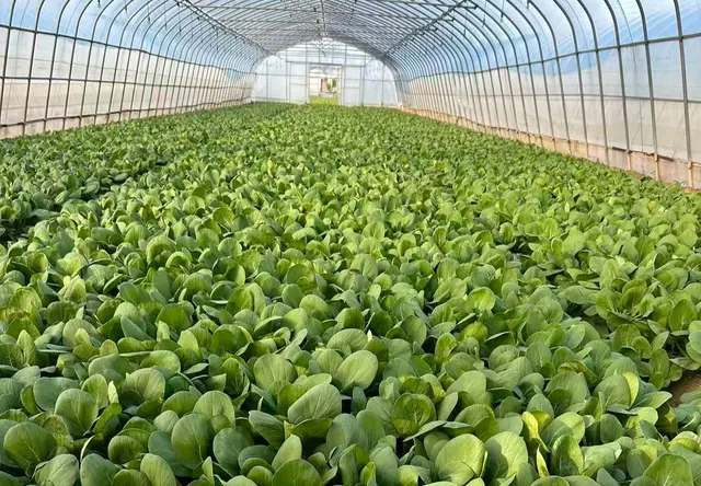 蔬菜源头直采