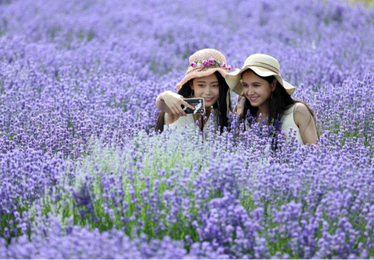 霍城薰衣草闺蜜旅拍，定格伊犁紫色浪漫