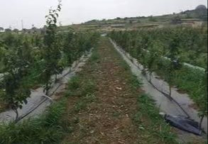 优质防草布：聚丙烯材质透气透水，遮光抑草，适用于多种种植场地