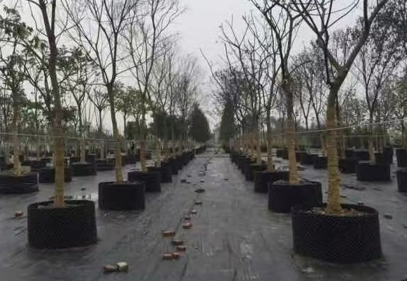 园艺地布：聚丙烯编织，透气透水遮光抑草，适用于多场景种植