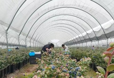 东门村蓝莓种植基地大棚工程