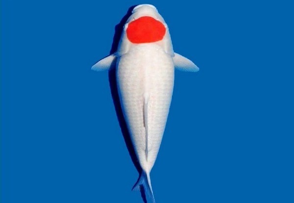鲤科鱼类：原产中亚西亚，分布中日马台，适温0 - 40℃，体长20 - 120cm