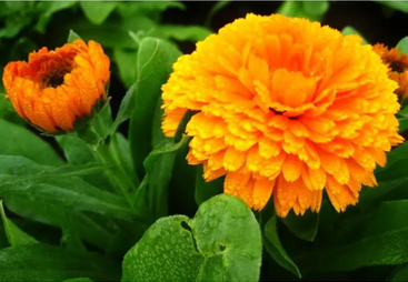 花境植物批发