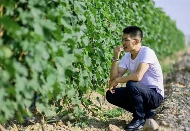 戈壁荒滩蝶变精品葡园，华昊究竟做对了什么？