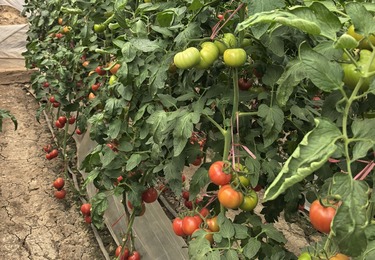 云南弥勒露天 + 拱棚规模化种植基地 合作案例