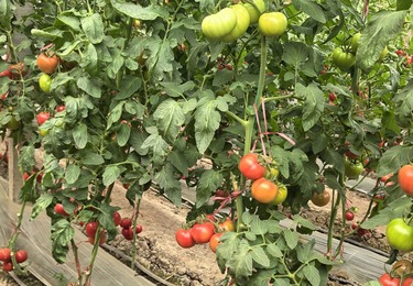 种植实拍展示
