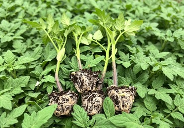 自由番草莓西红柿种苗