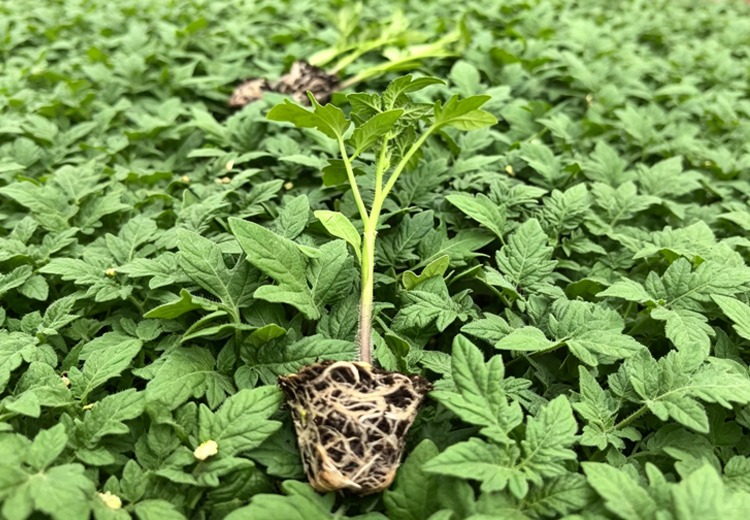 自由番草莓番茄种苗