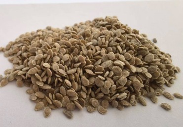 自由番草莓番茄种子