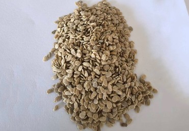 自由番草莓西红柿种子