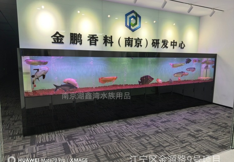 南京湖鑫湾水族：近20年深耕，全链条服务，多领域定制水族精品