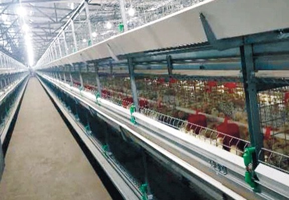 肉鸡笼养设备