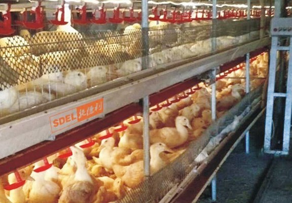 肉鸭笼养设备