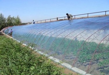 格尔木日光温室大棚农膜铺设种植落地案例
