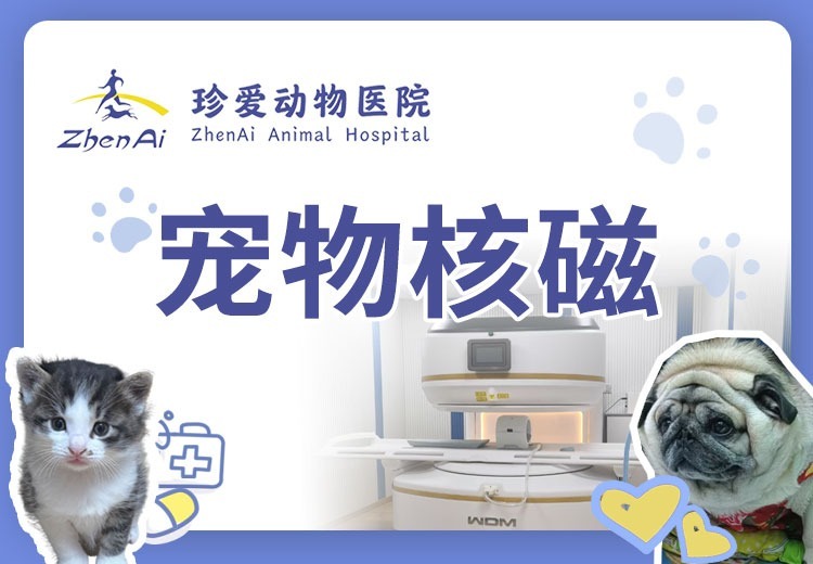宠物核磁