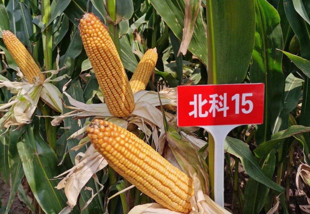 北科15