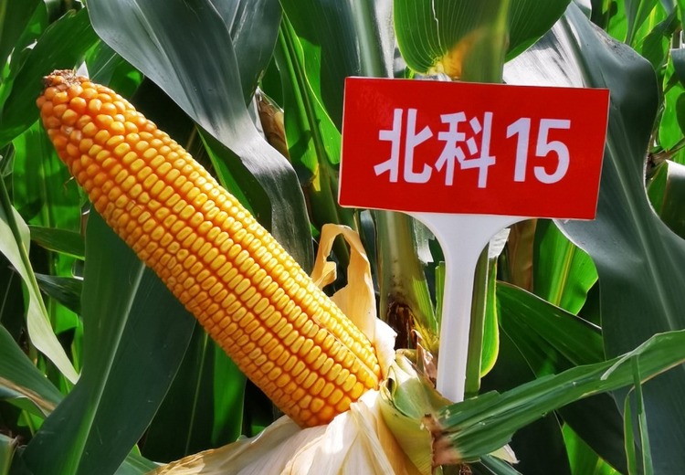 北科15