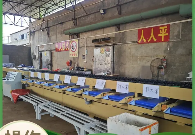 软包不伤果分选机