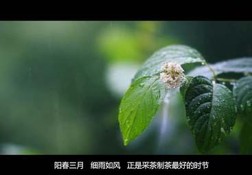 《神韵大湘西 生态潇湘茶》系列纪录片&mdash;&mdash;湘西黄金茶