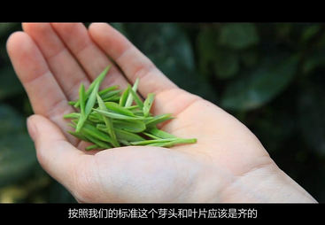 《神韵大湘西 生态潇湘茶》系列纪录片&mdash;&mdash;安化松针