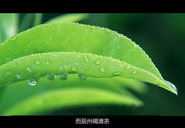 《神韵大湘西 生态潇湘茶》系列纪录片&mdash;&mdash;沅陵碣滩茶