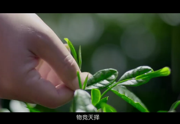 《神韵大湘西 生态潇湘茶》系列纪录片&mdash;&mdash;新化红茶