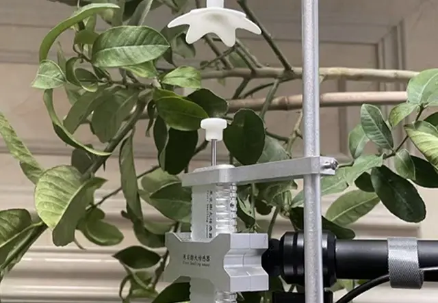果实膨大传感器