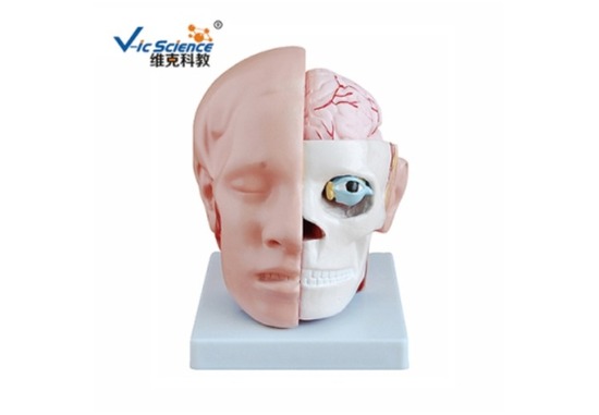 脑解剖模型