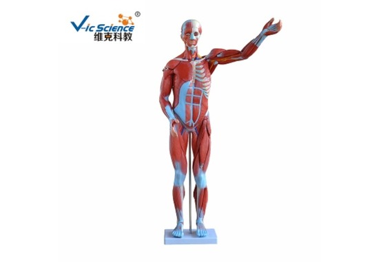 人体肌肉模型