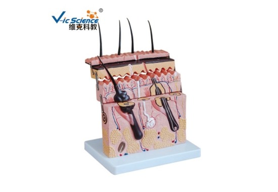 人体解剖模型