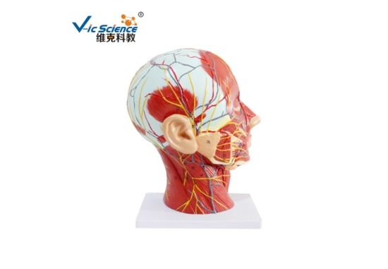 神经系统模型