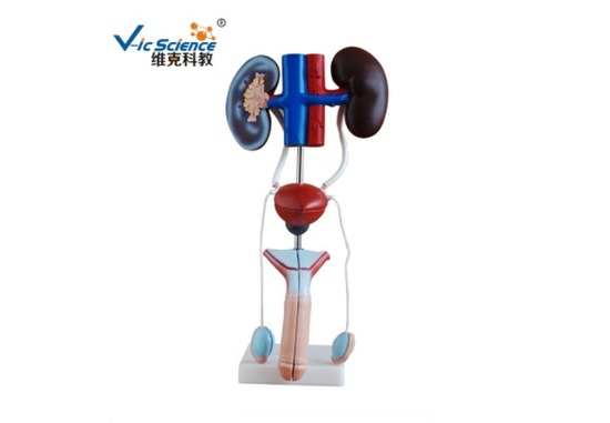 生殖泌尿系统模型