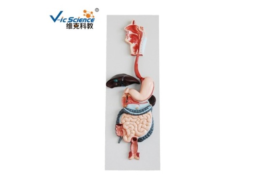 消化呼吸系统模型