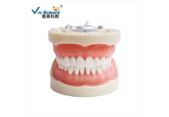 牙齿模型