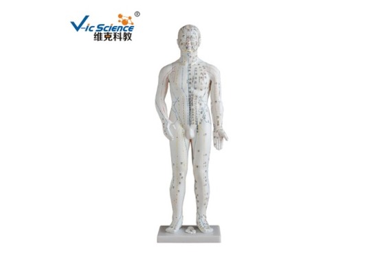 针灸模型