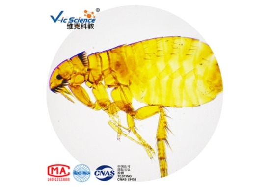 寄生虫切片